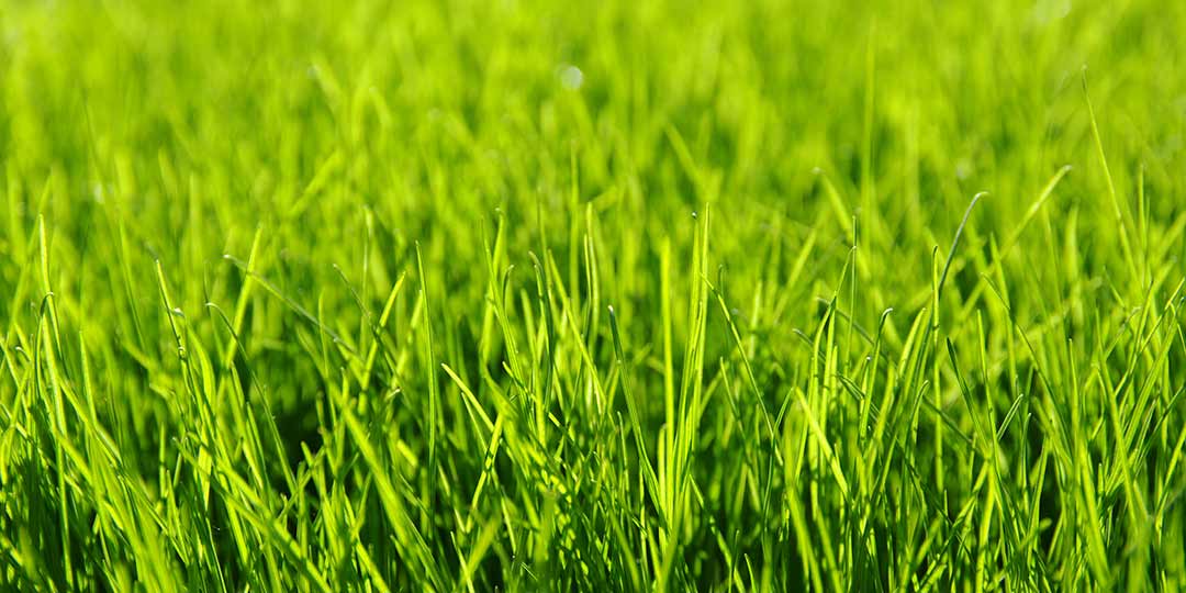 Bright, healthy grass with fertilization and weed control services in Malvern, Pennsylvania.